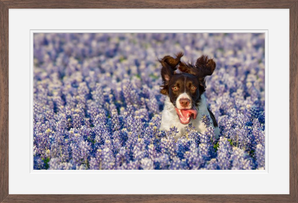 Bluebonnet Joy - Matted & Framed Fine Art Print
