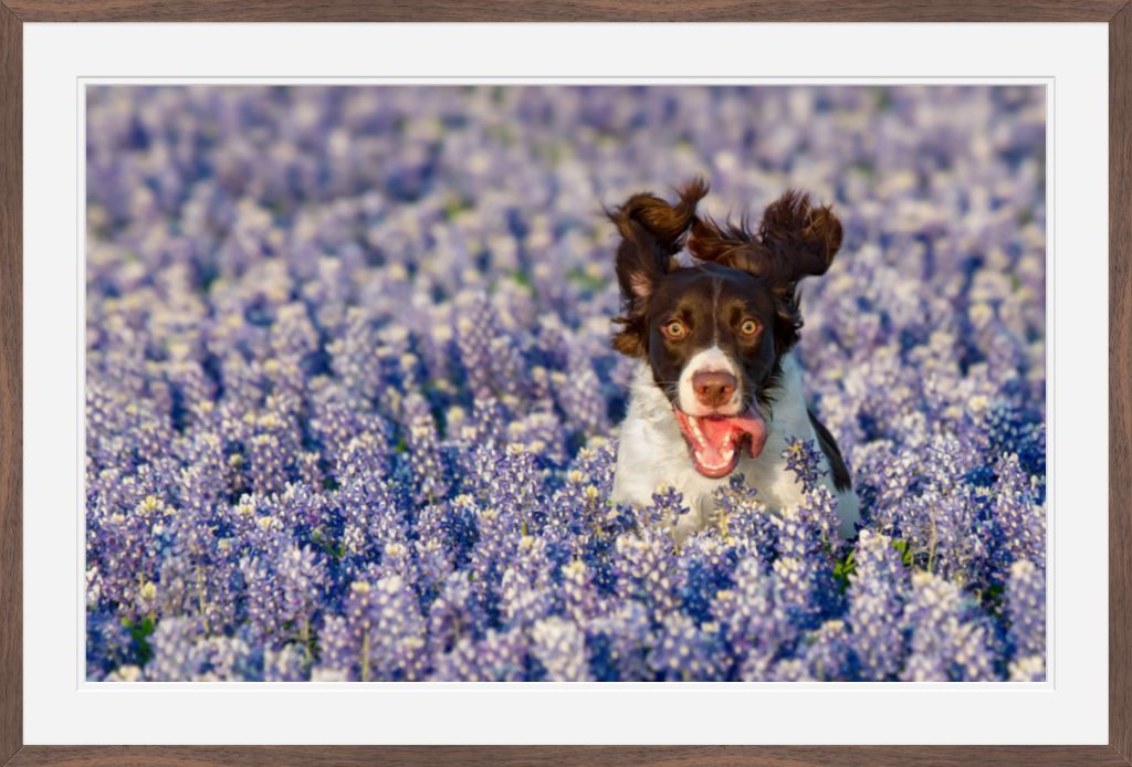 Bluebonnet Joy - Matted & Framed Fine Art Print