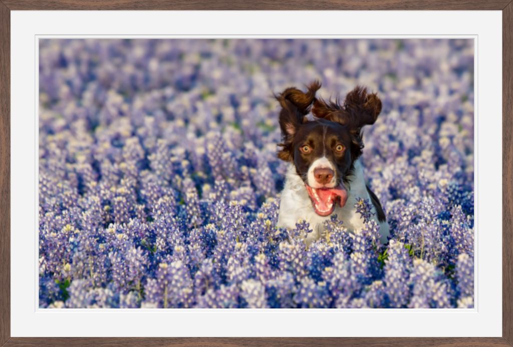 Bluebonnet Joy - Matted & Framed Fine Art Print
