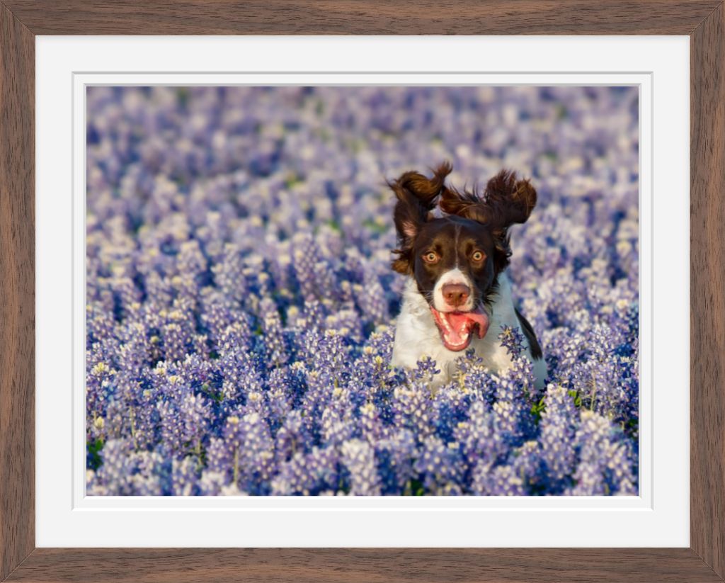 Bluebonnet Joy - Matted & Framed Fine Art Print