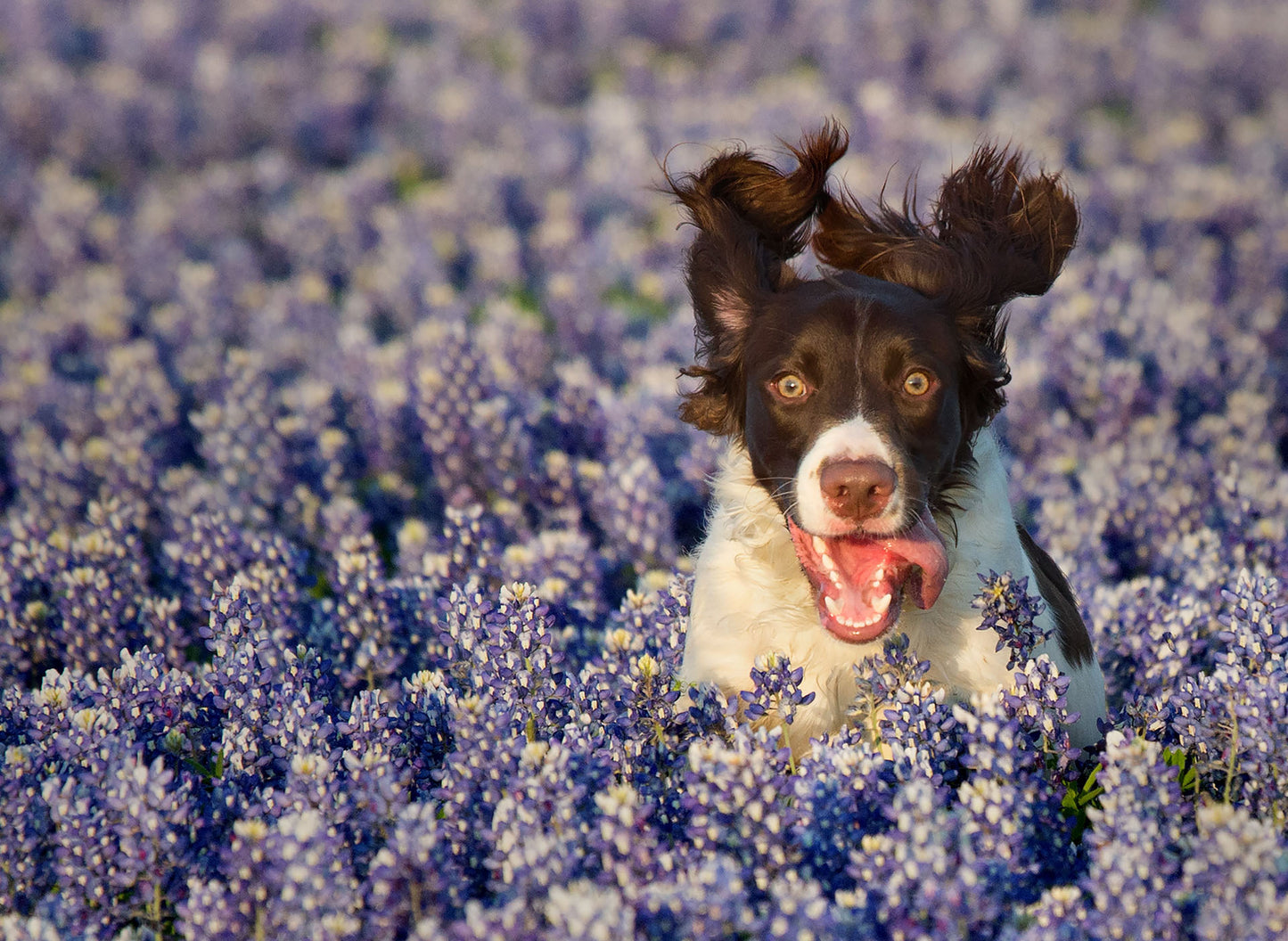 Bluebonnet Joy - Fine Art Print